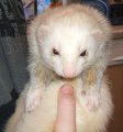 picture thumbnail