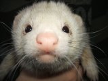 picture thumbnail
