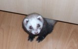 picture thumbnail