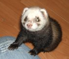 picture thumbnail